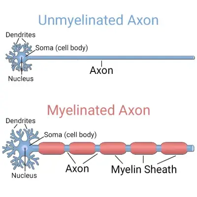 Myelinated and unmyelinated axons