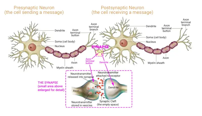 Neurotransmission between two cells